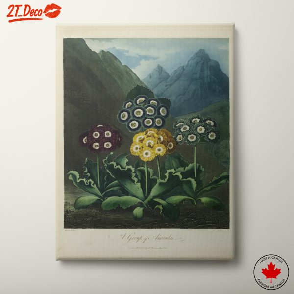 Colorful Botanical Illustration of Flowers