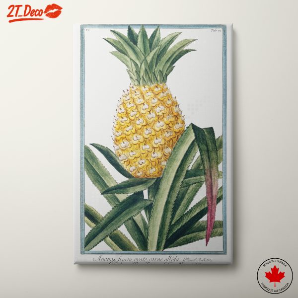 Vintage Botanical Illustration of a Pineapple