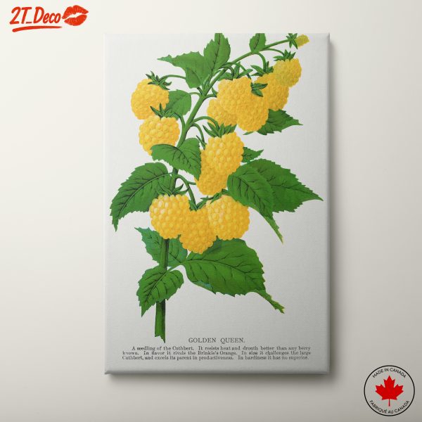 Golden Queen Raspberry Botanical Illustration