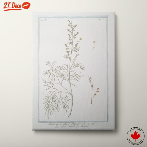 Absinthe Botanical Illustration