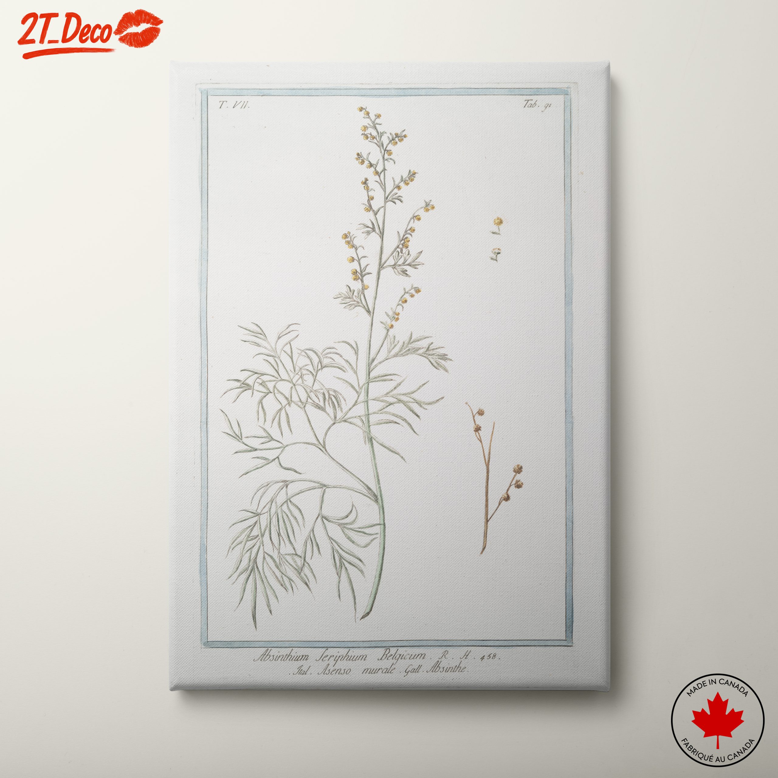 Absinthe Botanical Illustration