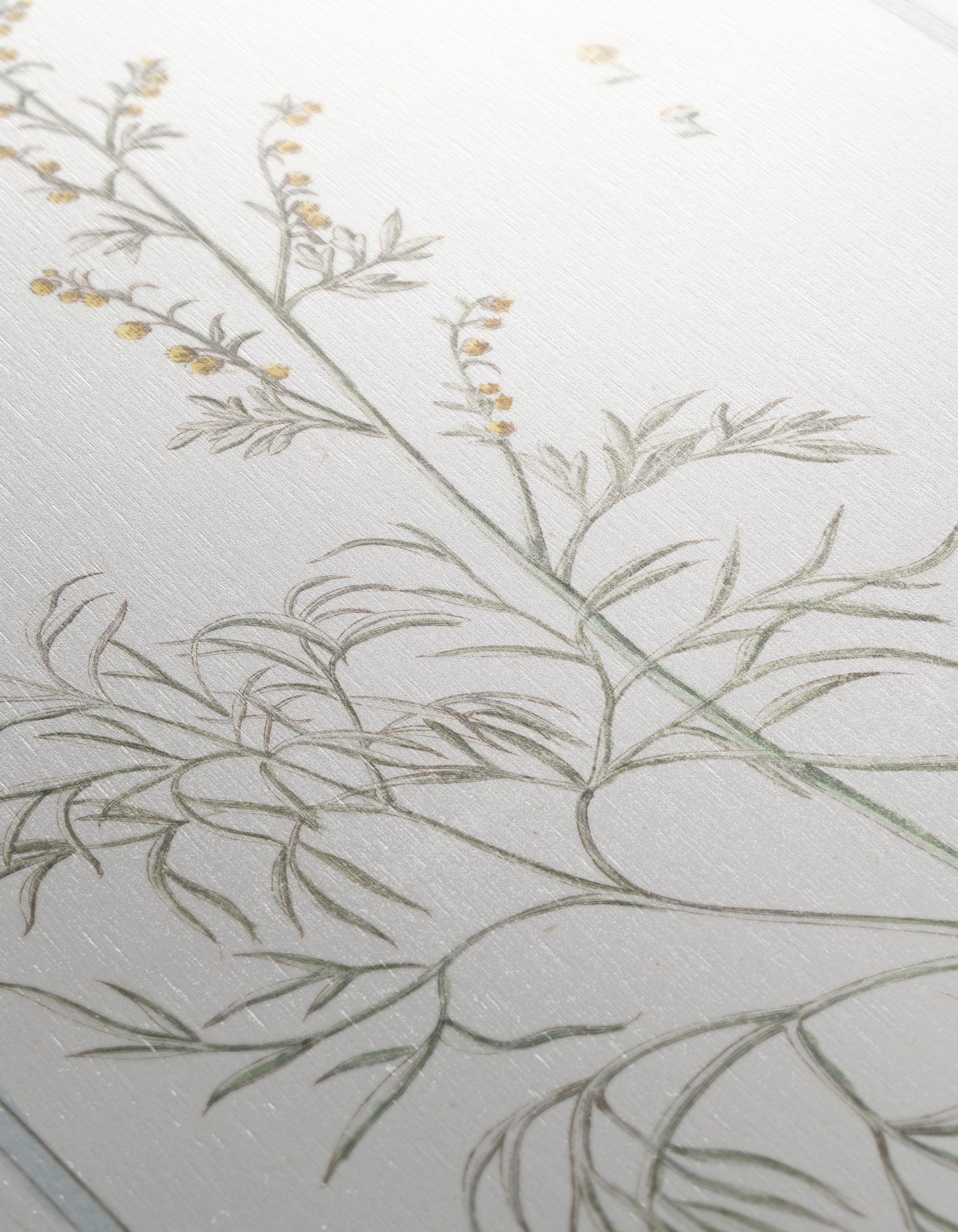 Absinthe Botanical Illustration - Image 12