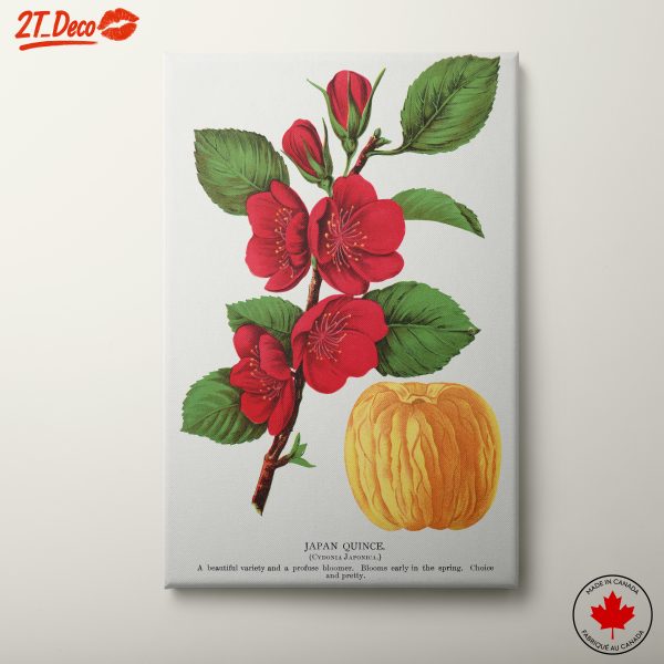 Japan Quince Botanical Illustration