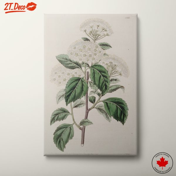Floral Botanical Illustration of Flowering Plants