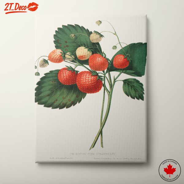 Botanical Illustration of Strawberries