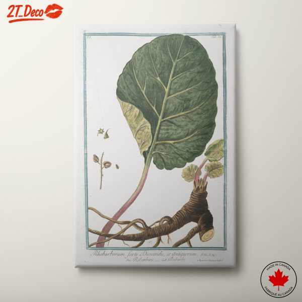 Rhubarb Botanical Illustration Art