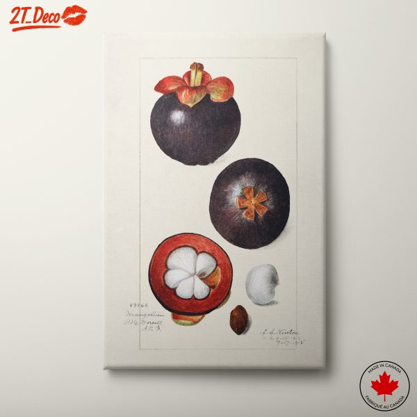Abstract Artwork of Mangosteen