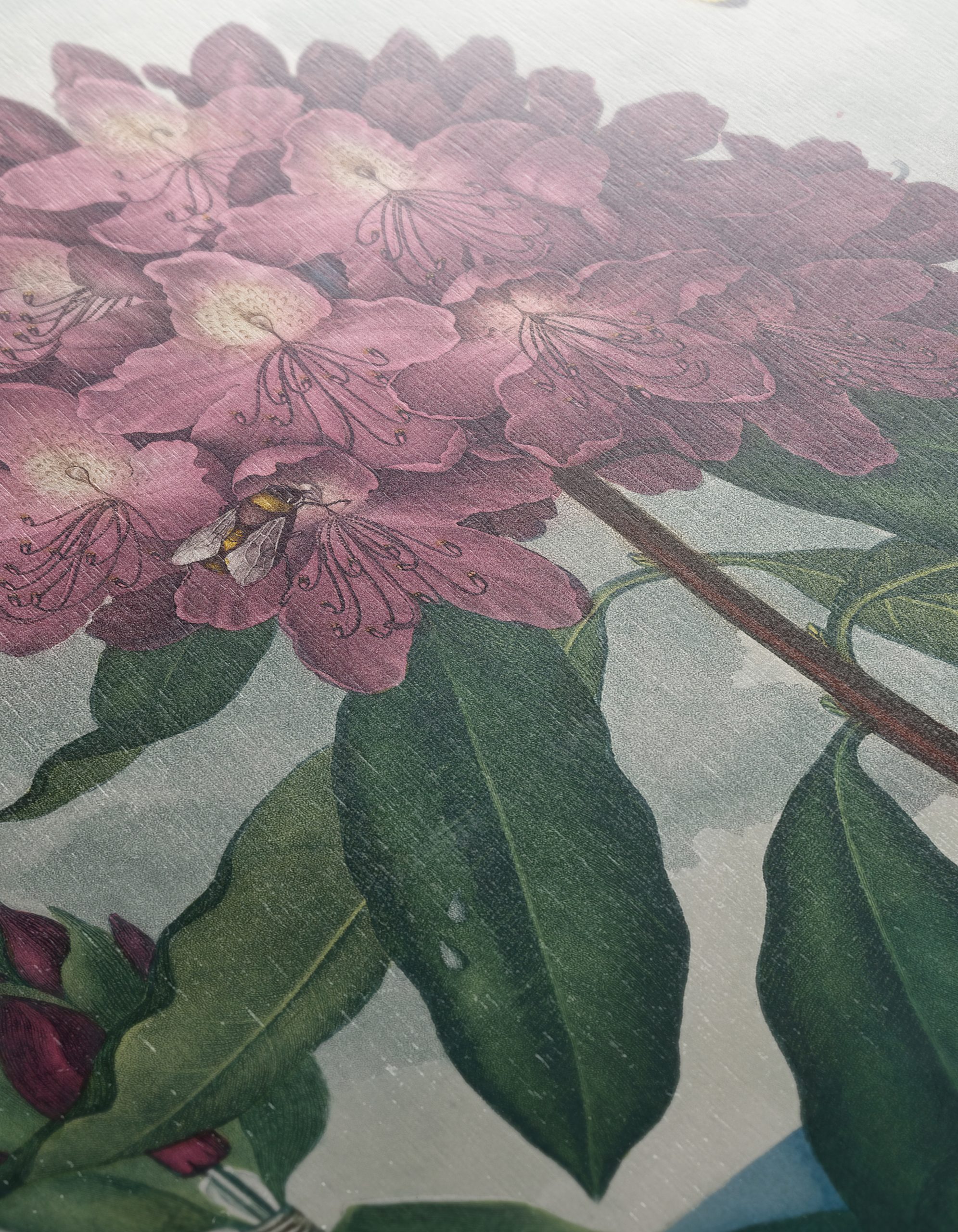 Vibrant Rhododendron Floral Art - Image 12