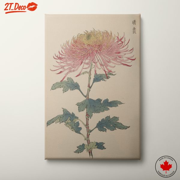 Chrysanthemum Botanical Illustration