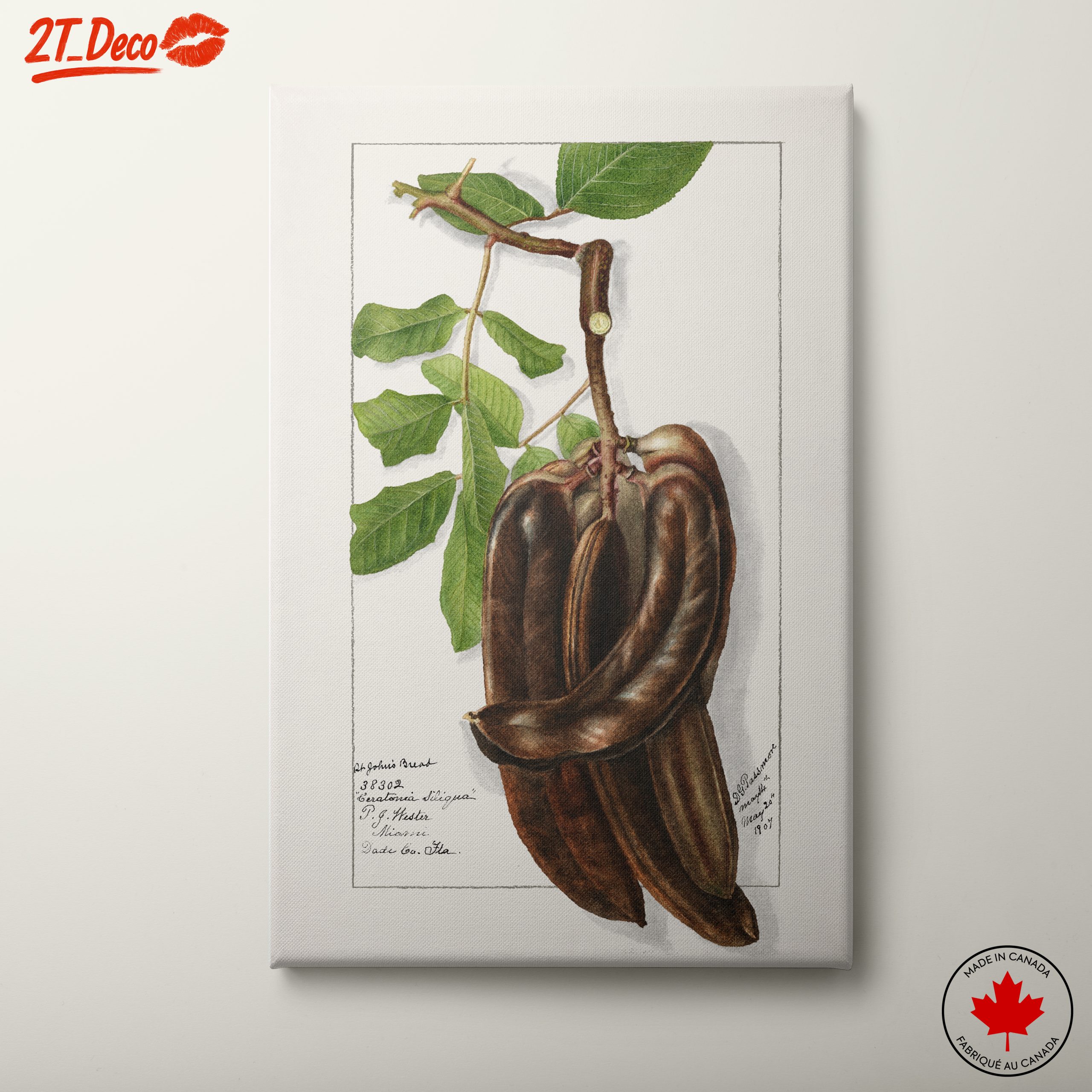 Elegant Botanical Illustration of Exotic Pods