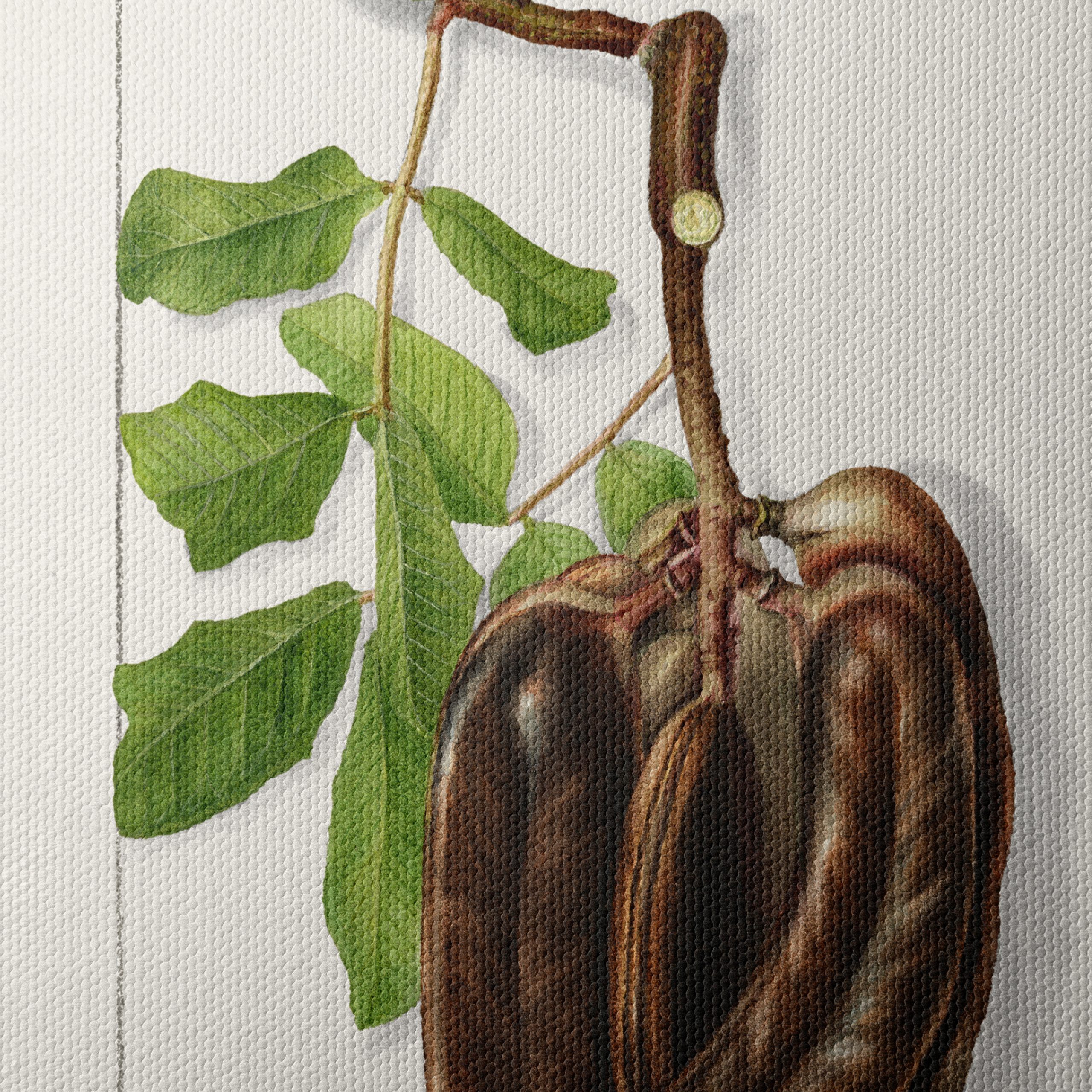 Elegant Botanical Illustration of Exotic Pods - Image 4