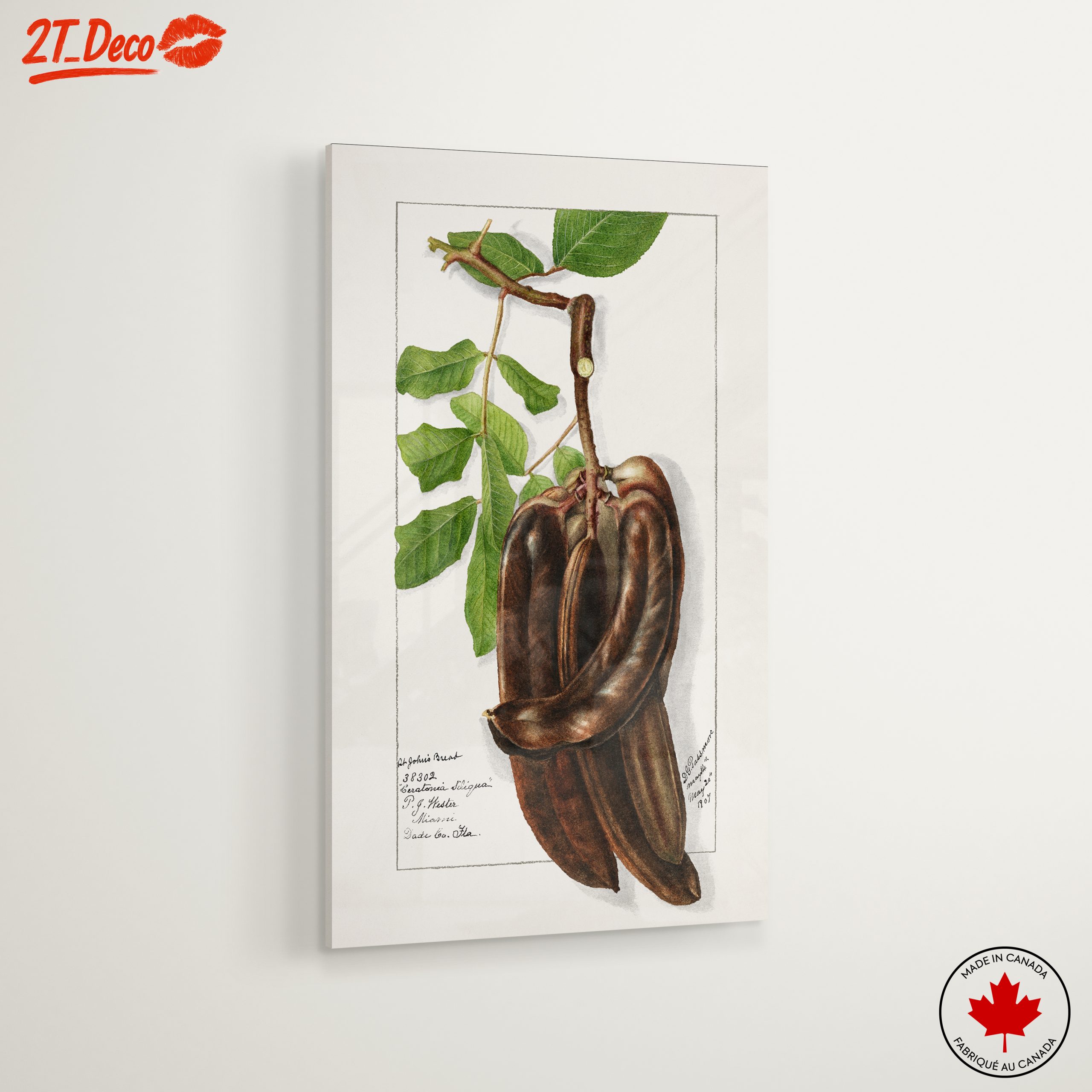 Elegant Botanical Illustration of Exotic Pods - Image 6