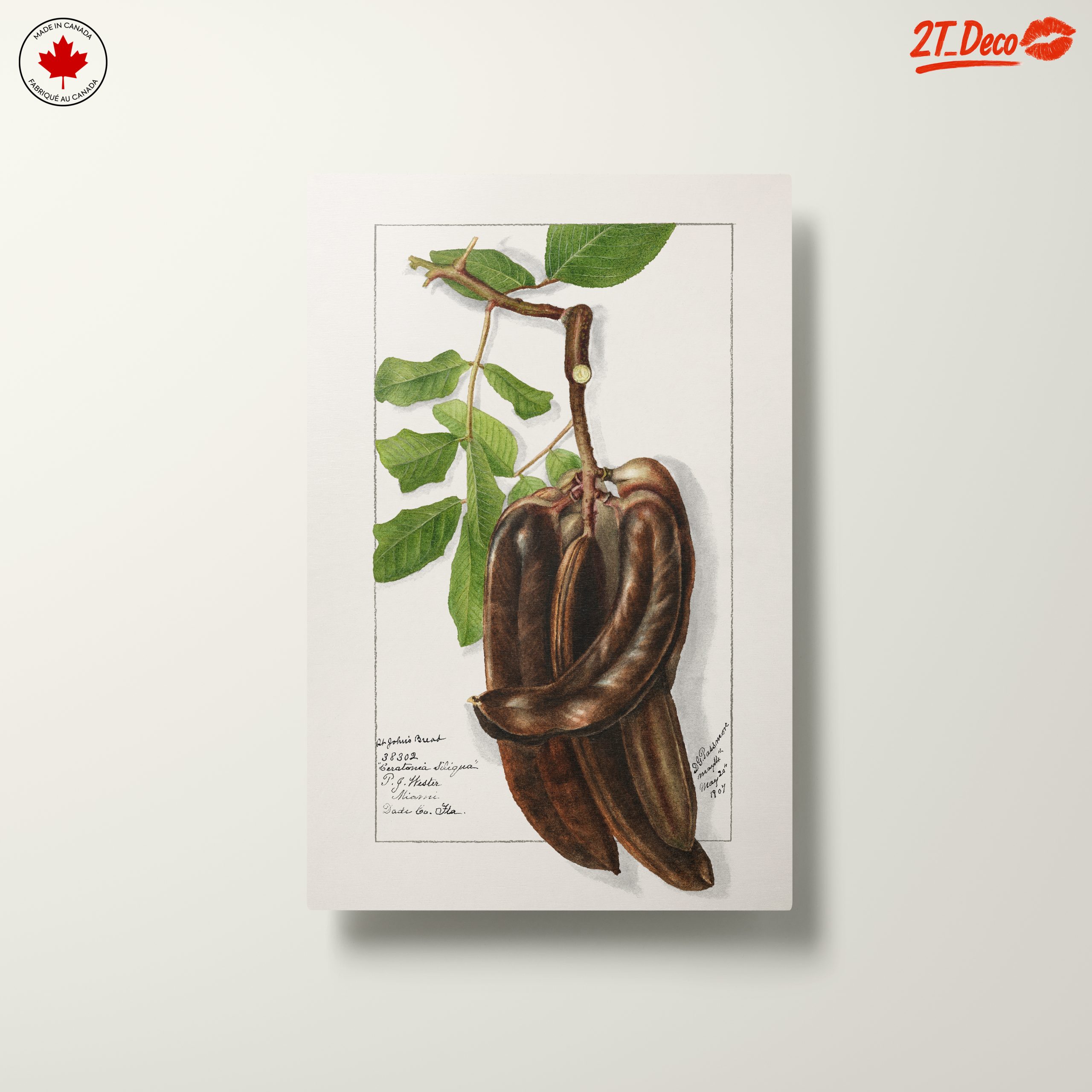 Elegant Botanical Illustration of Exotic Pods - Image 10