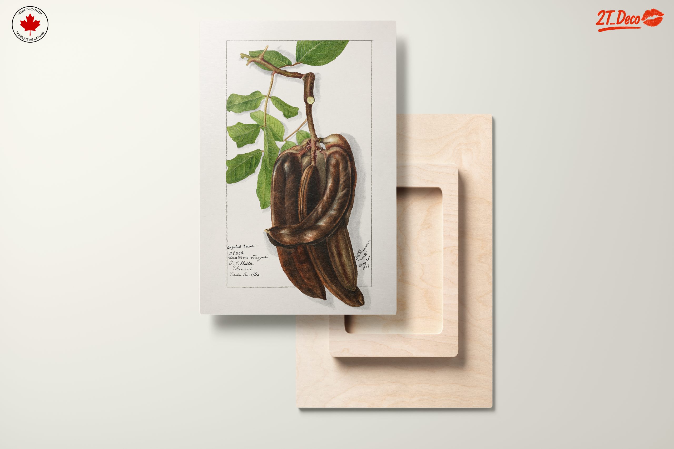 Elegant Botanical Illustration of Exotic Pods - Image 11
