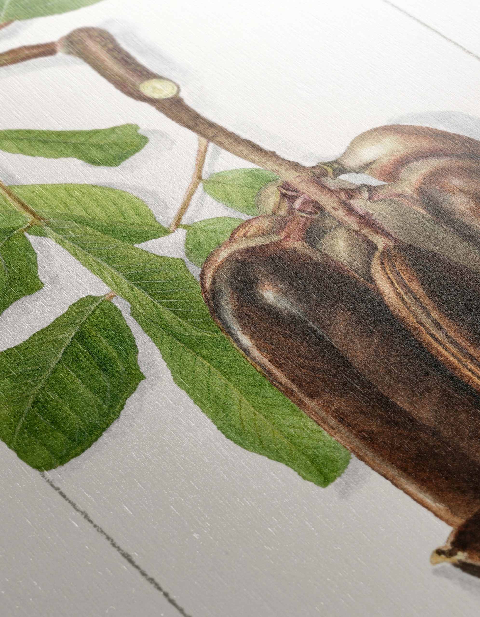 Elegant Botanical Illustration of Exotic Pods - Image 12
