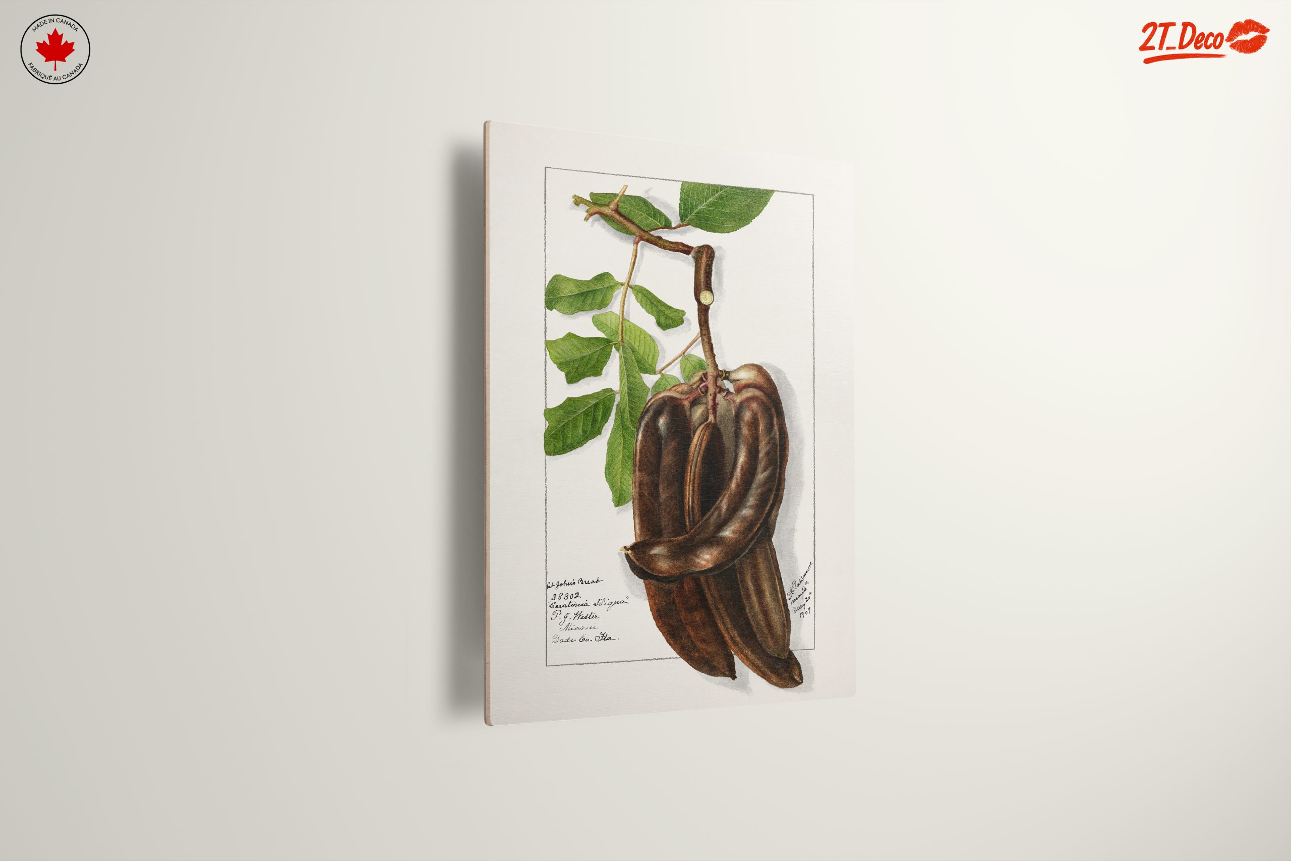 Elegant Botanical Illustration of Exotic Pods - Image 13