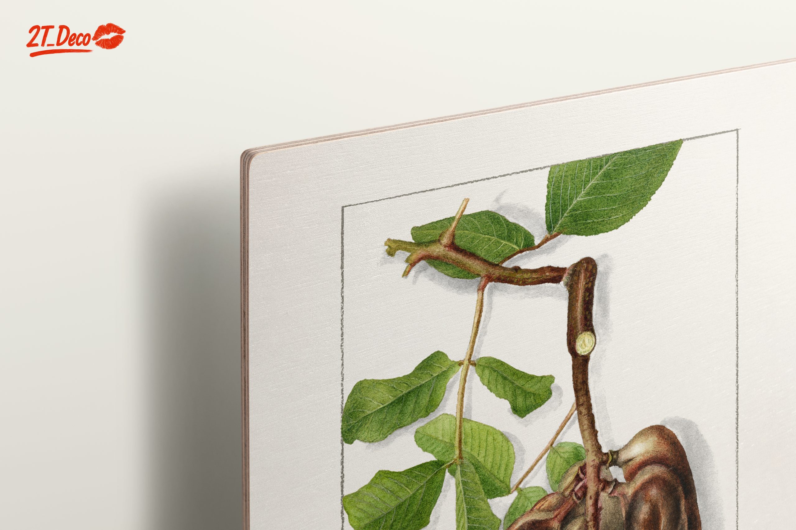 Elegant Botanical Illustration of Exotic Pods - Image 15