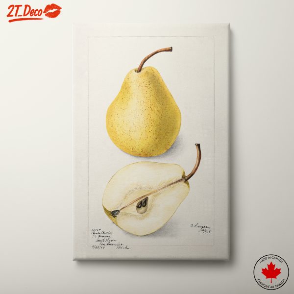 Watercolor Illustration of Pears