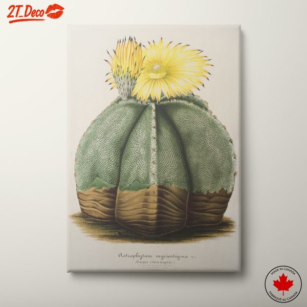 Astrophytum Myriostigma Cactus Art