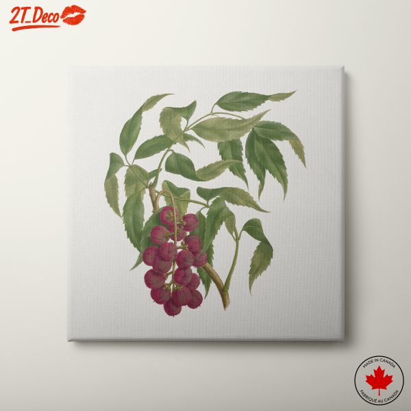 Detailed Botanical Illustration of Berries