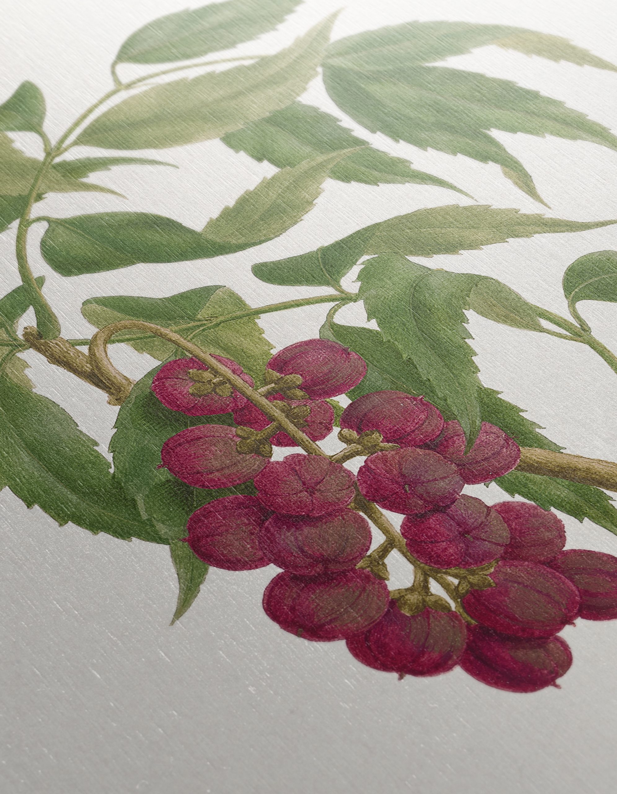 Detailed Botanical Illustration of Berries - Image 12
