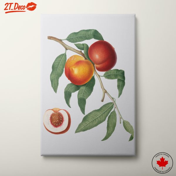 Botanical Abstract Food Art of Peaches