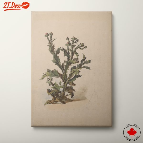 Lush Botanical Illustration of a Plant