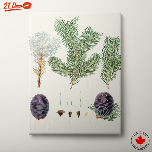 Pine Branches and Cones Botanical Art