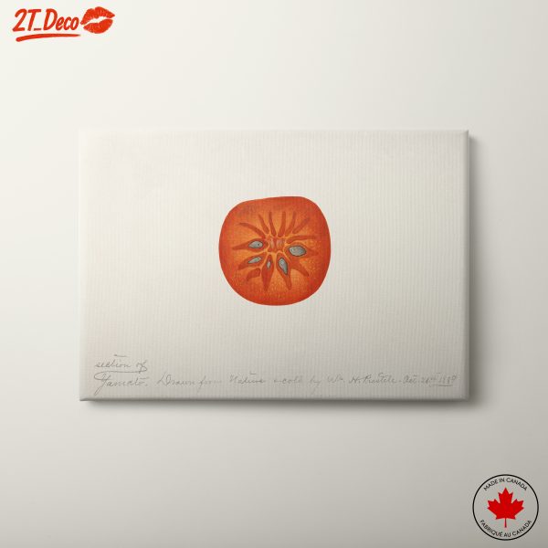 Abstract Artwork of a Tomato Slice