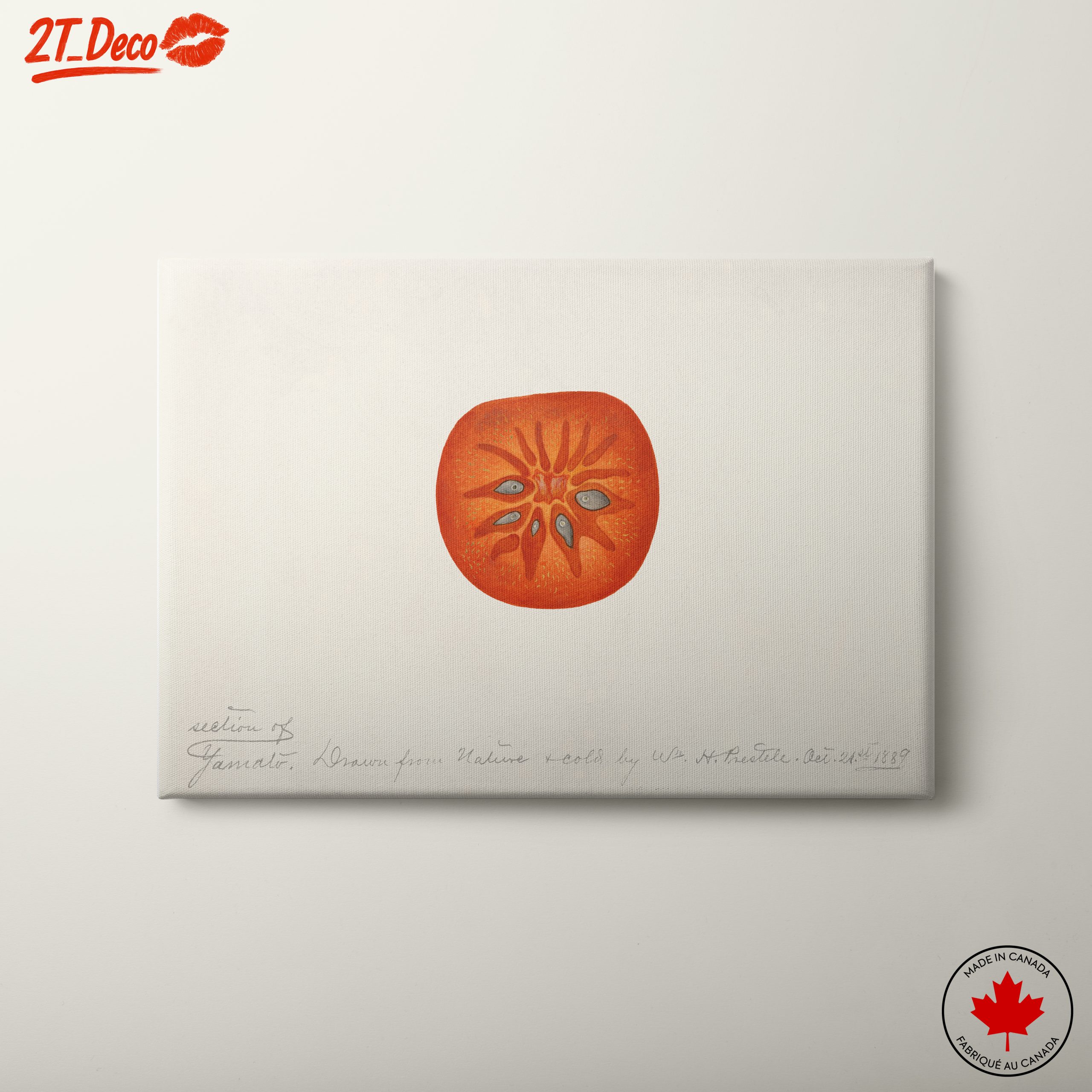 Abstract Artwork of a Tomato Slice