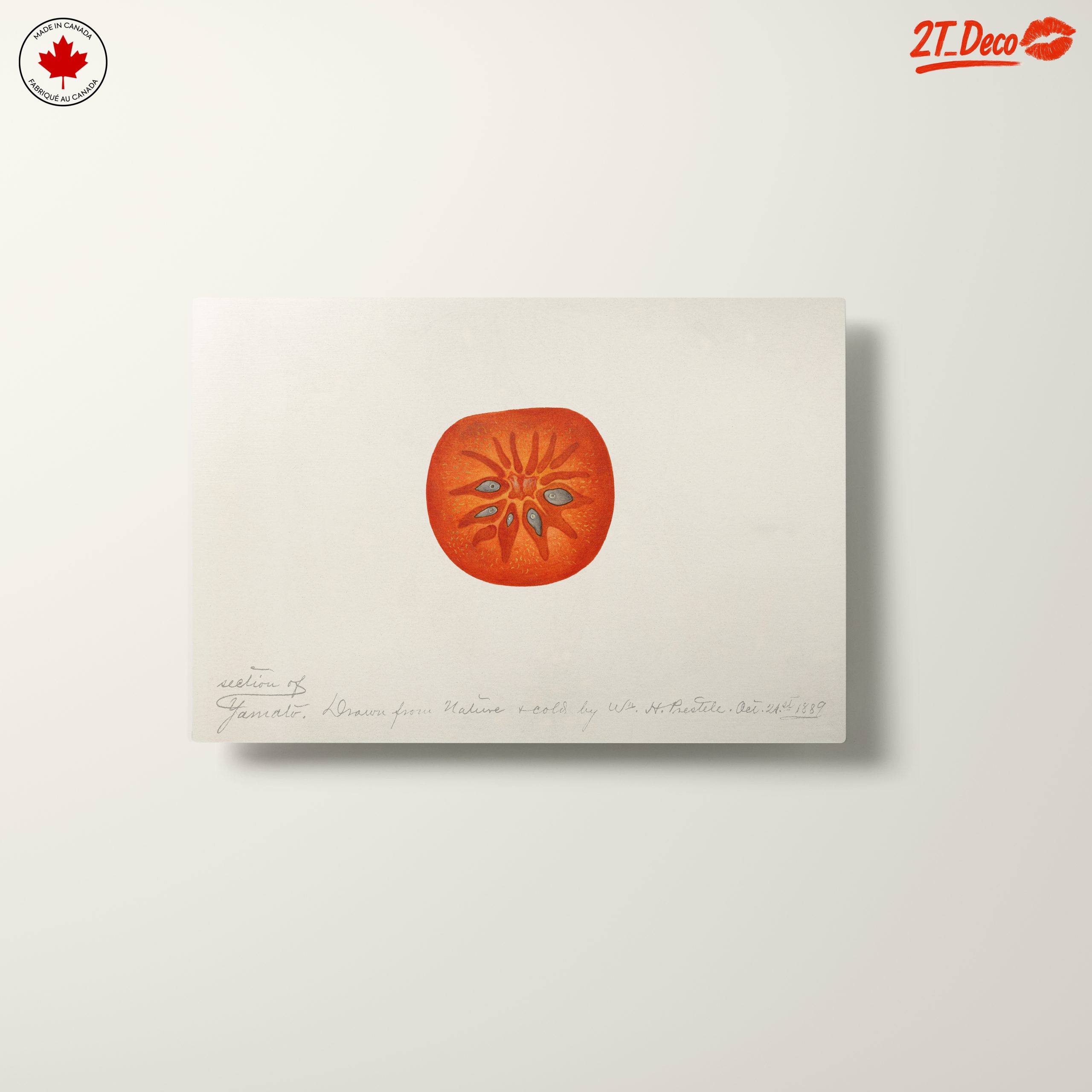 Abstract Artwork of a Tomato Slice - Image 10