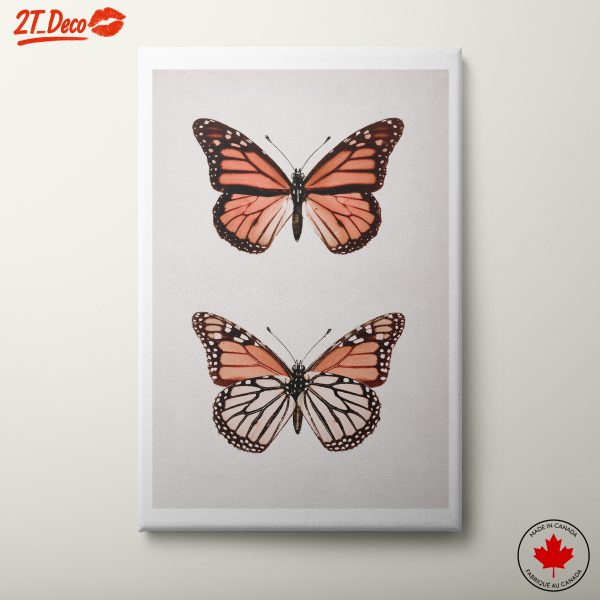Monarch Butterfly Illustration