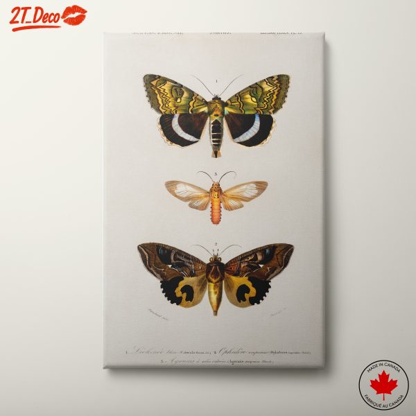 Detailed Insect Illustrations of Moths
