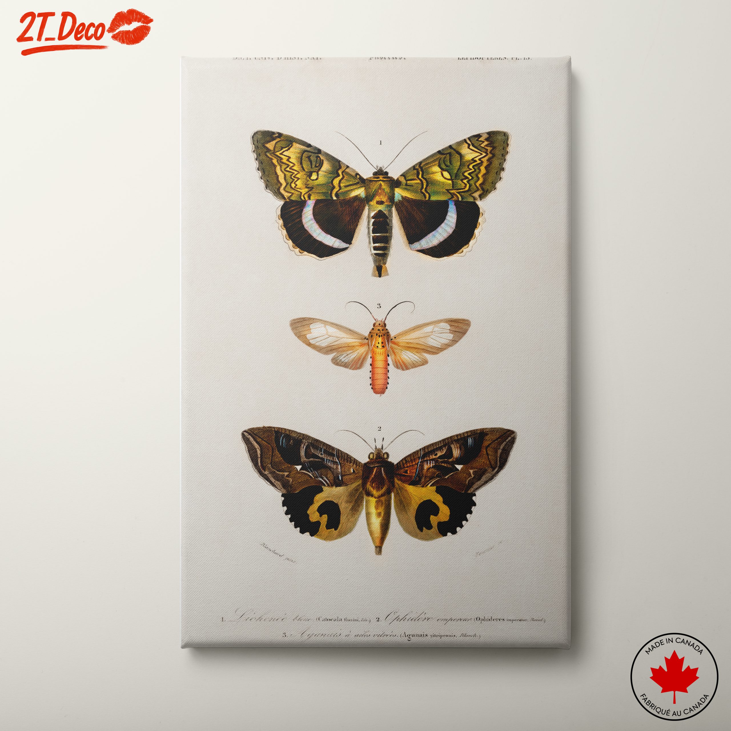 Detailed Insect Illustrations of Moths