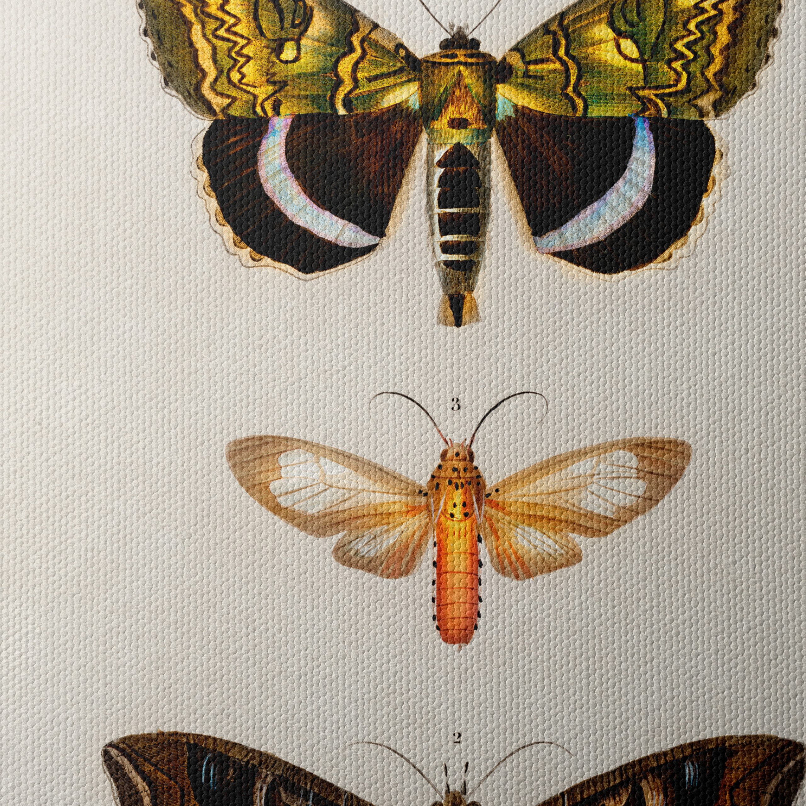 Detailed Insect Illustrations of Moths - Image 4