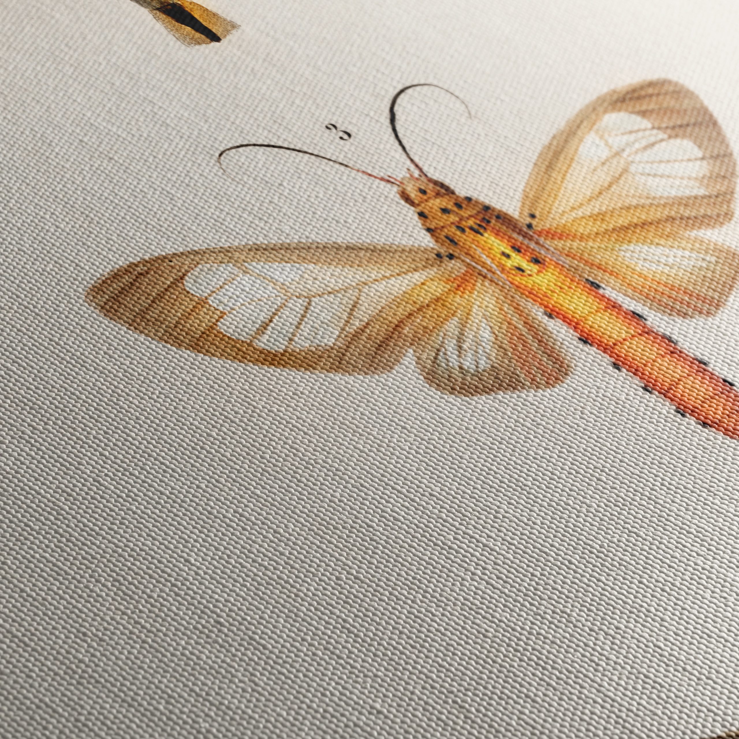 Detailed Insect Illustrations of Moths - Image 5