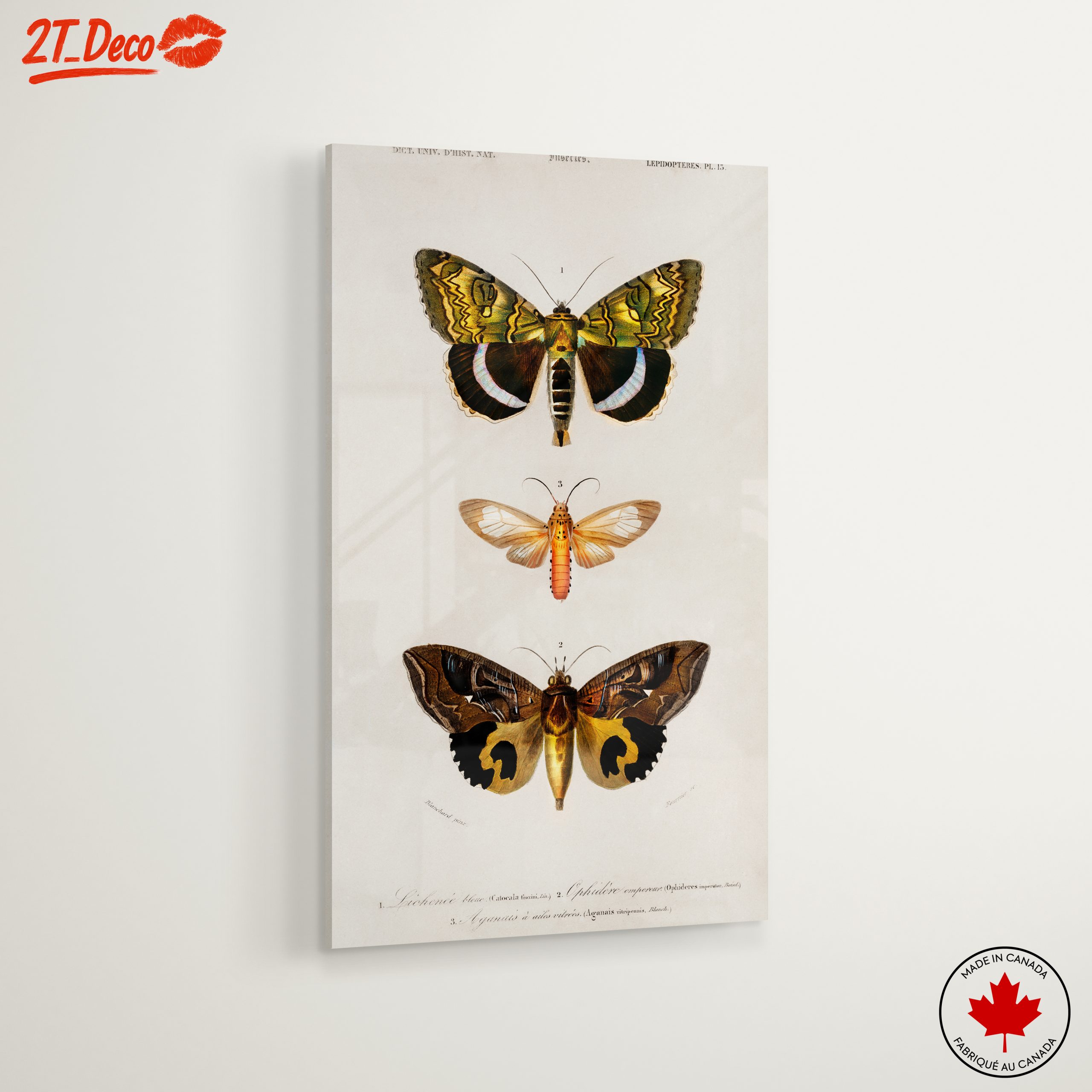 Detailed Insect Illustrations of Moths - Image 6