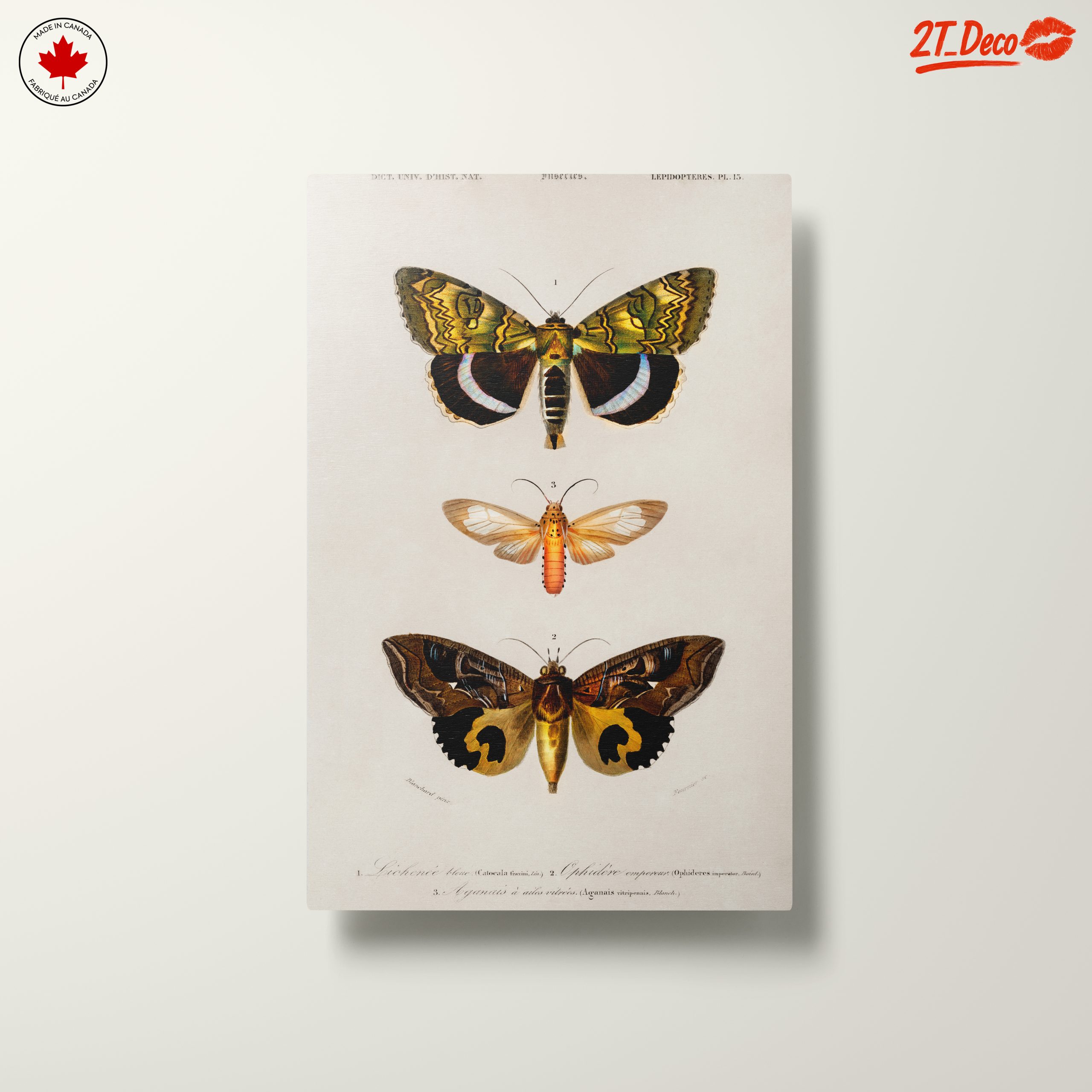 Detailed Insect Illustrations of Moths - Image 10