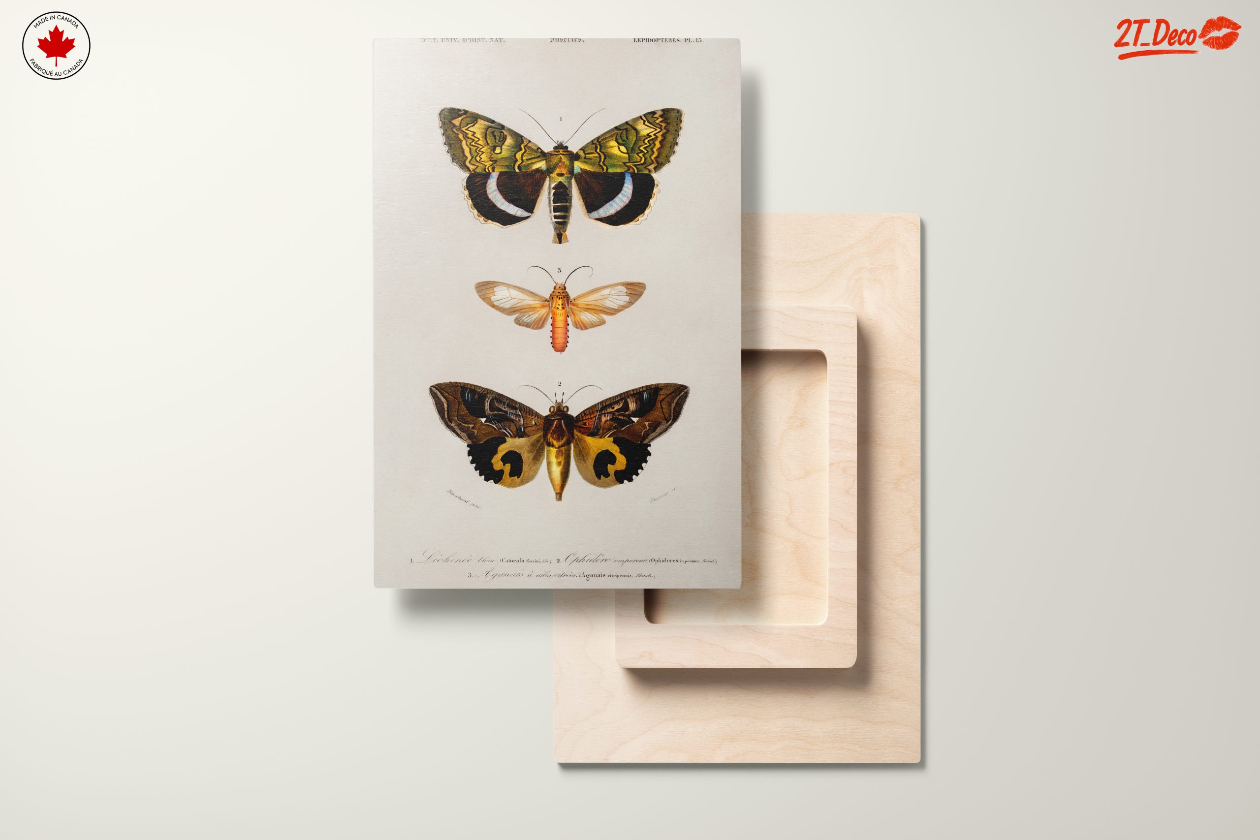 Detailed Insect Illustrations of Moths - Image 11