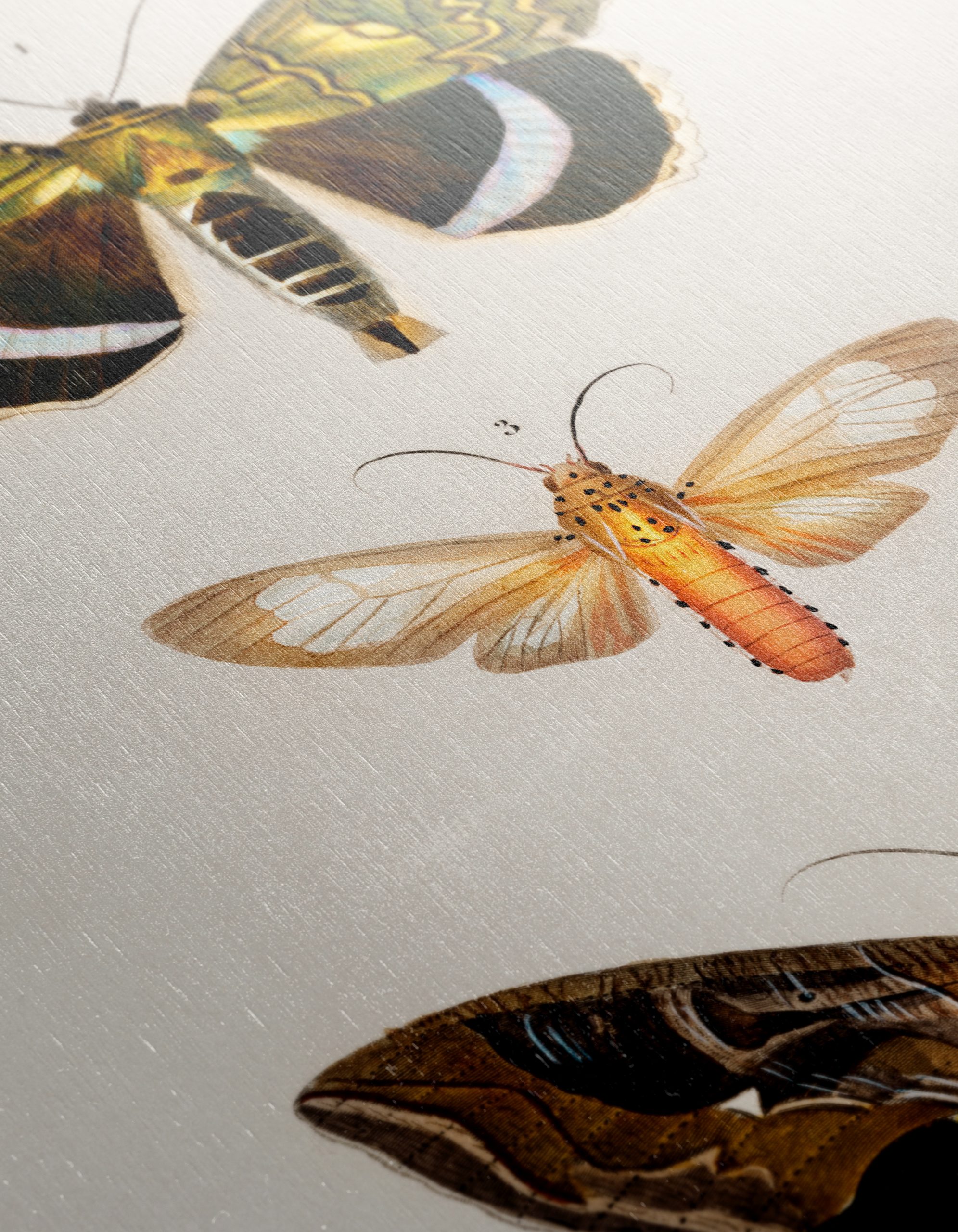 Detailed Insect Illustrations of Moths - Image 12