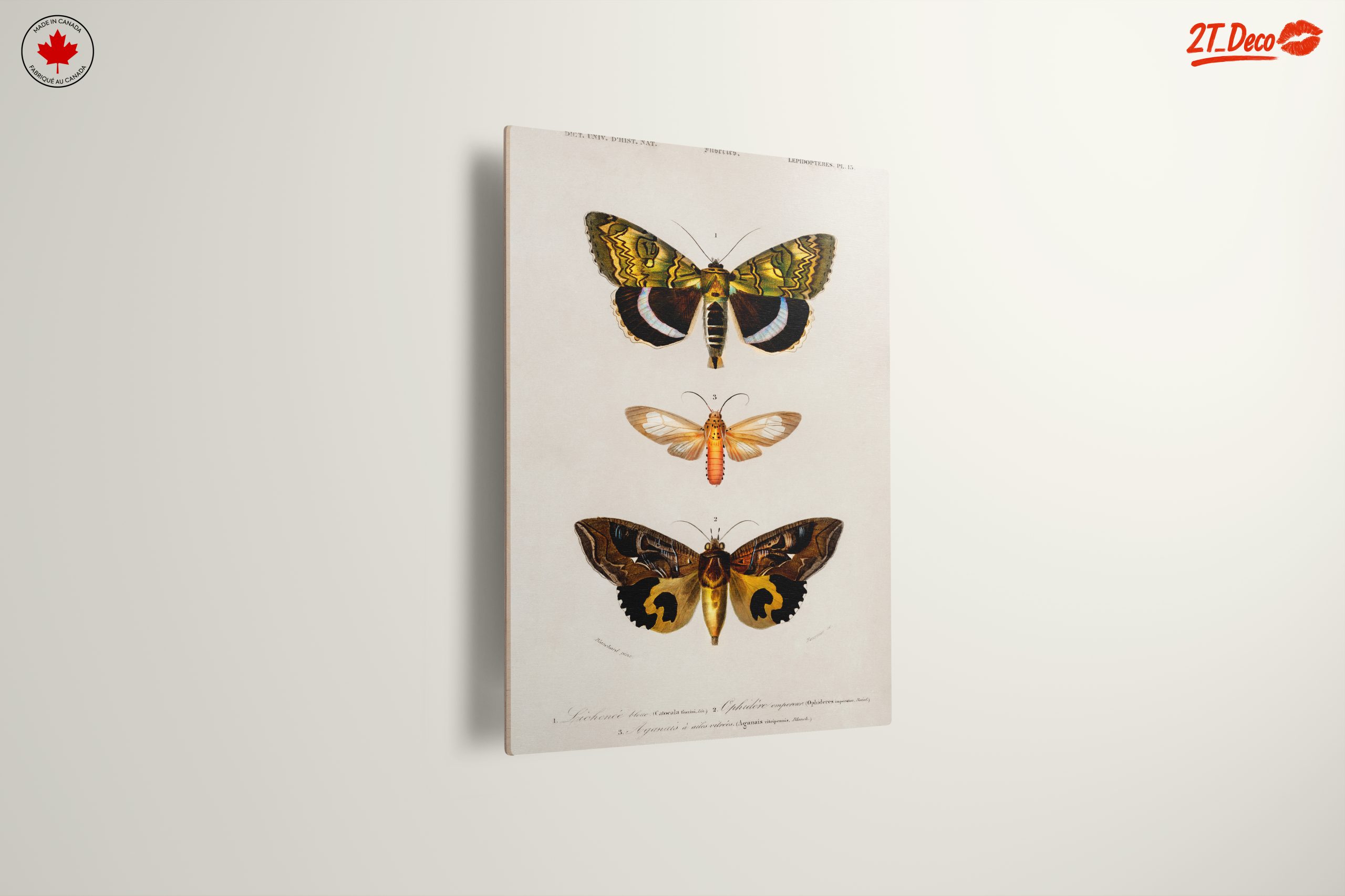 Detailed Insect Illustrations of Moths - Image 13