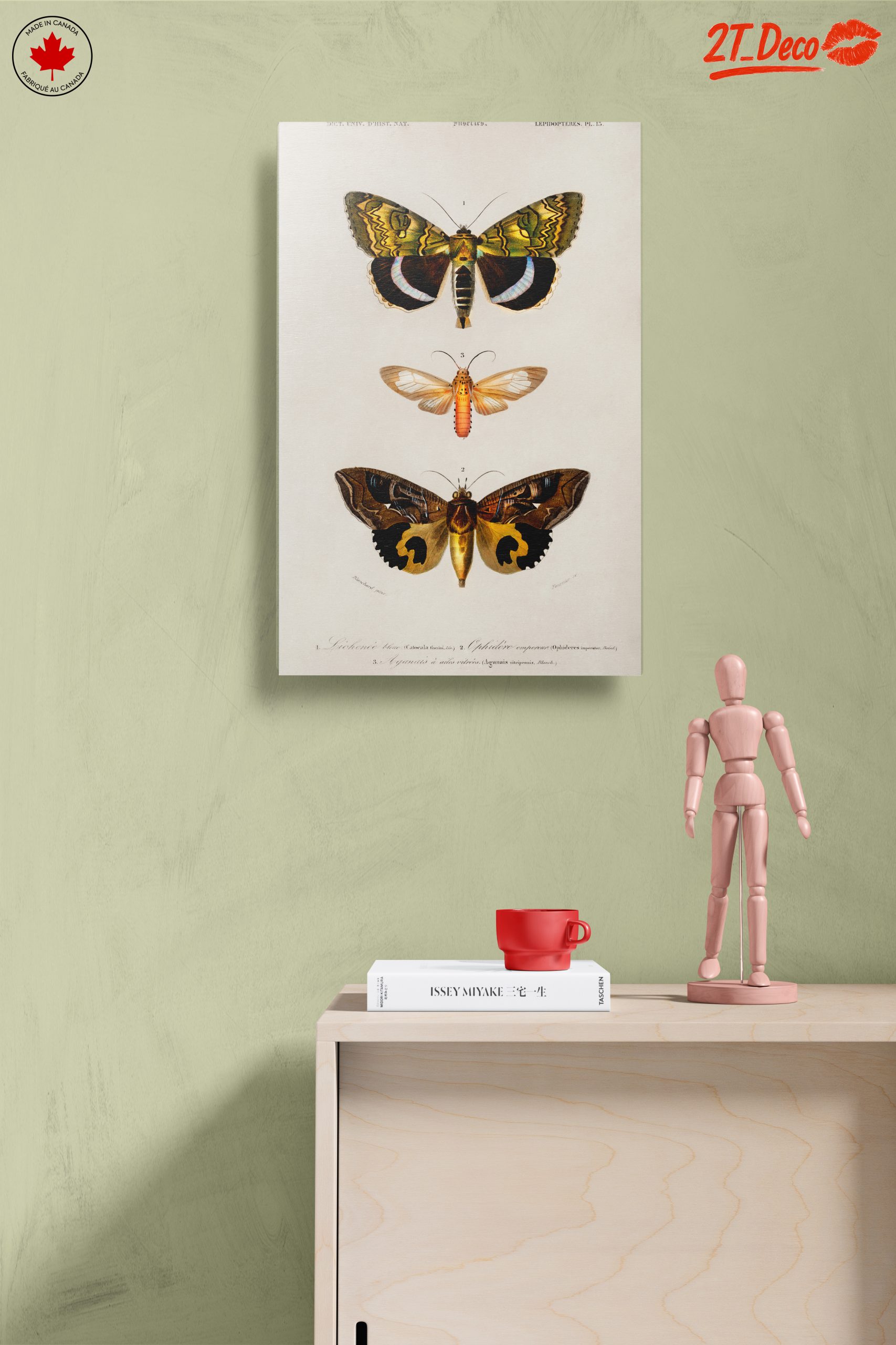 Detailed Insect Illustrations of Moths - Image 14