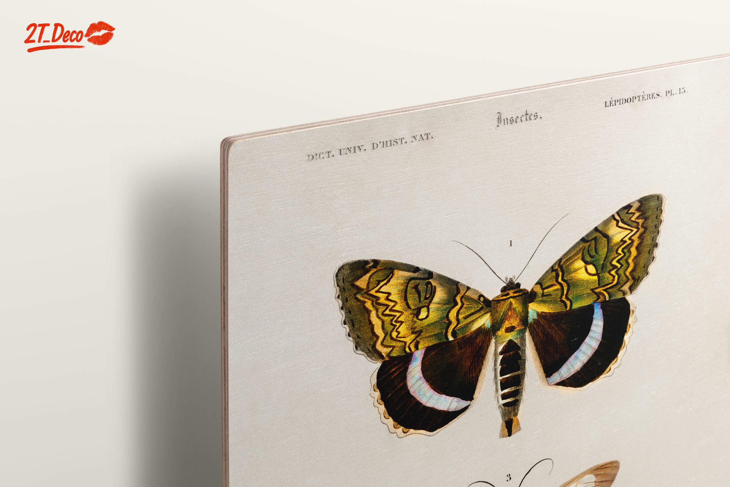 Detailed Insect Illustrations of Moths - Image 15