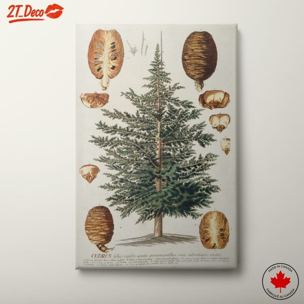 Detailed Botanical Illustration of a Cedar Tree