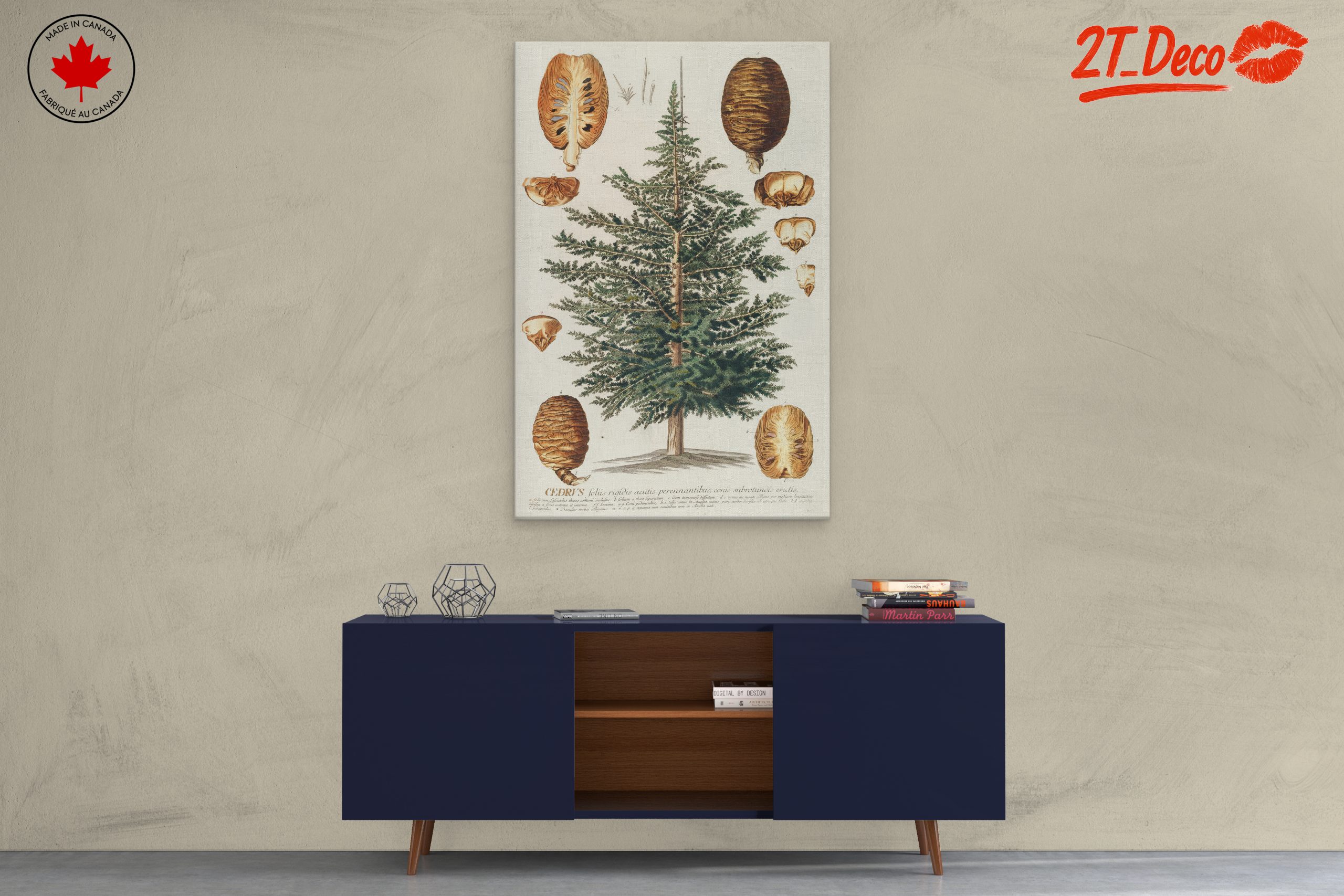 Detailed Botanical Illustration of a Cedar Tree - Image 3