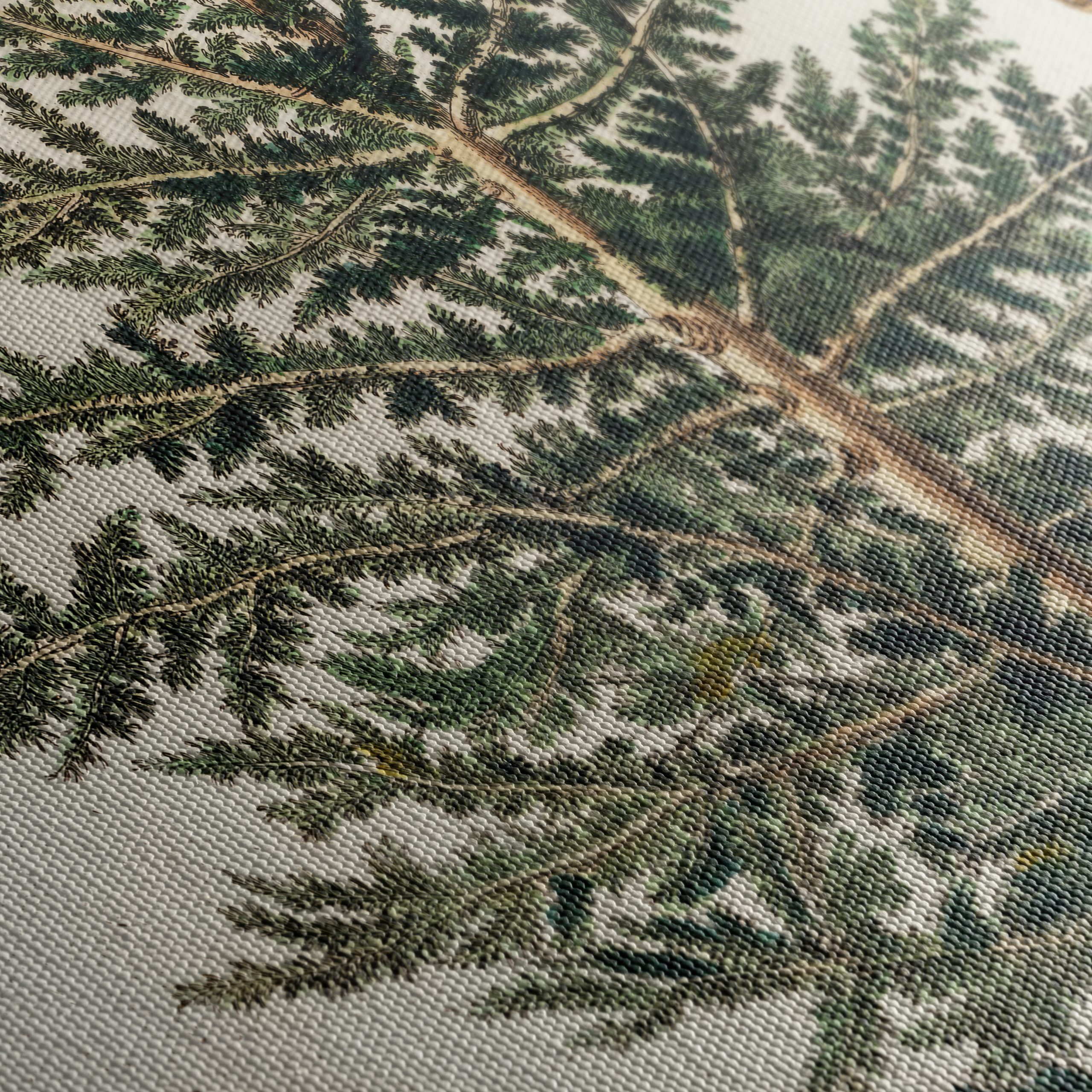 Detailed Botanical Illustration of a Cedar Tree - Image 5