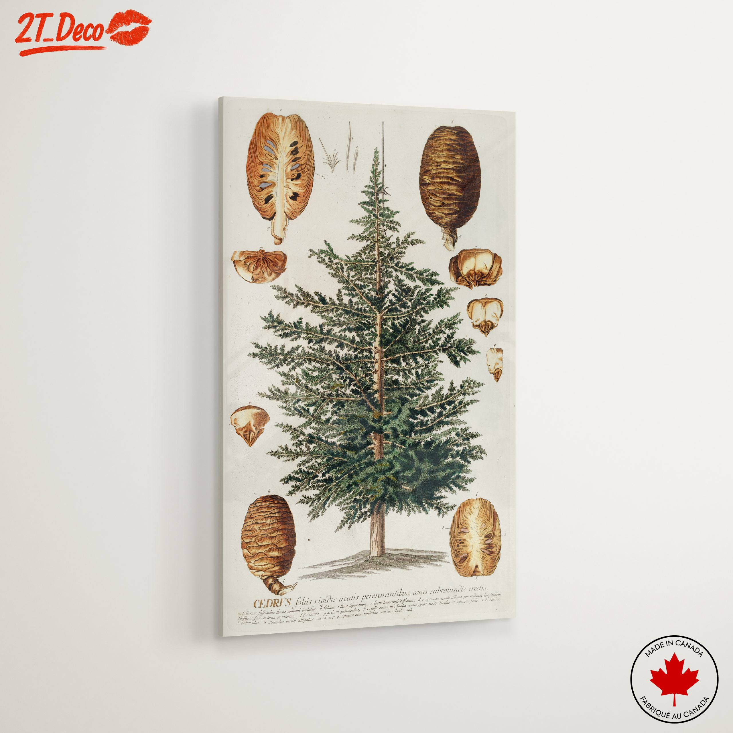 Detailed Botanical Illustration of a Cedar Tree - Image 6