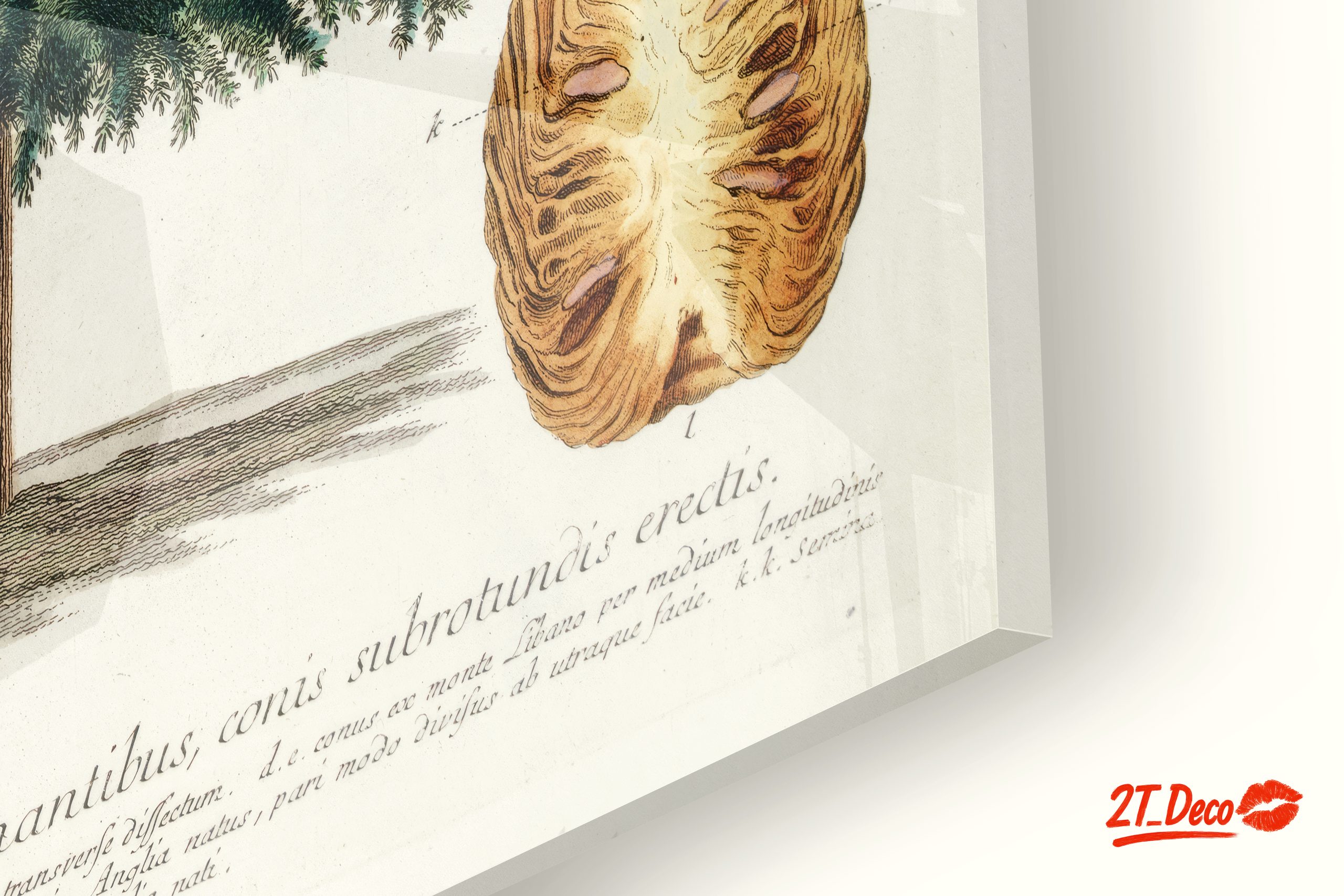 Detailed Botanical Illustration of a Cedar Tree - Image 9