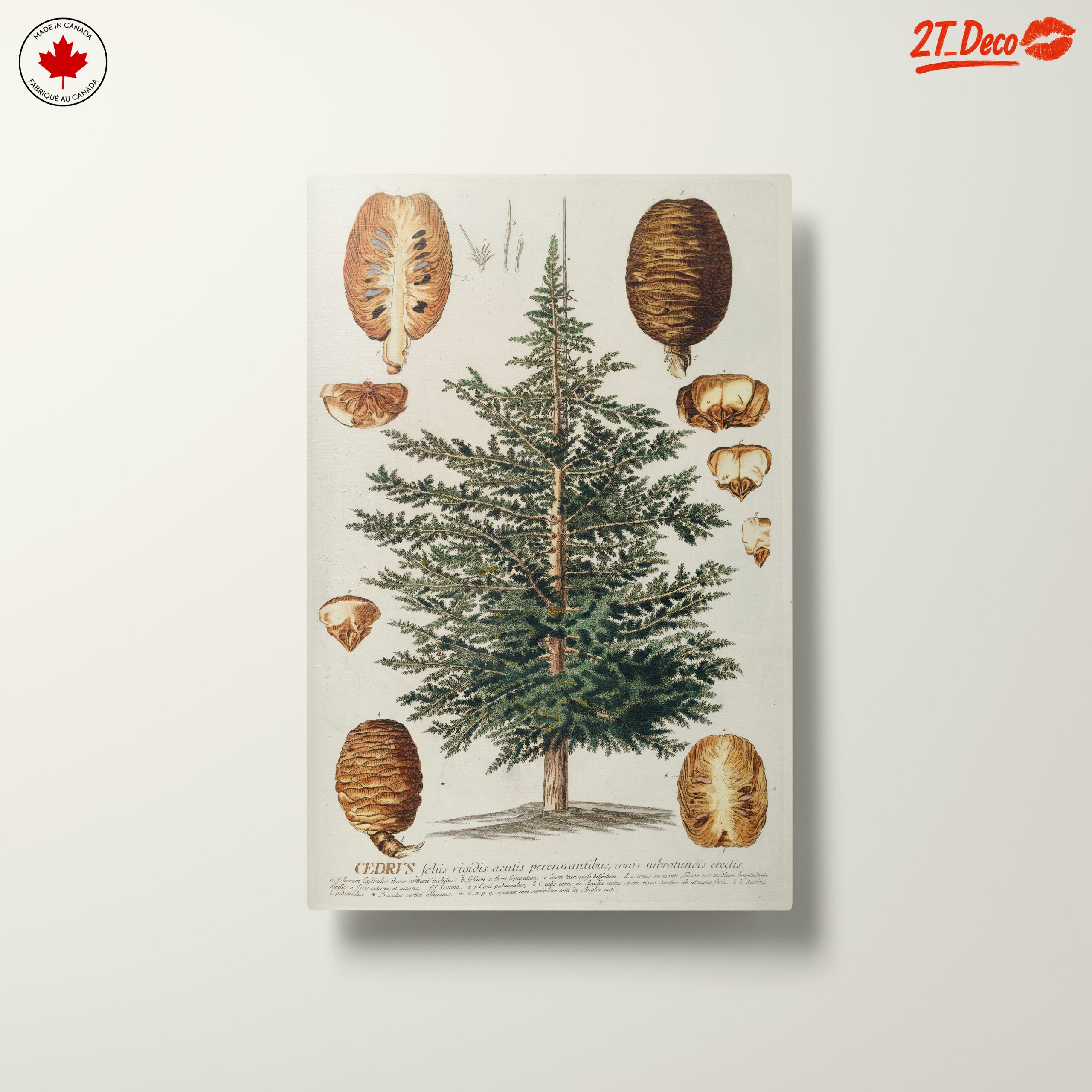 Detailed Botanical Illustration of a Cedar Tree - Image 10