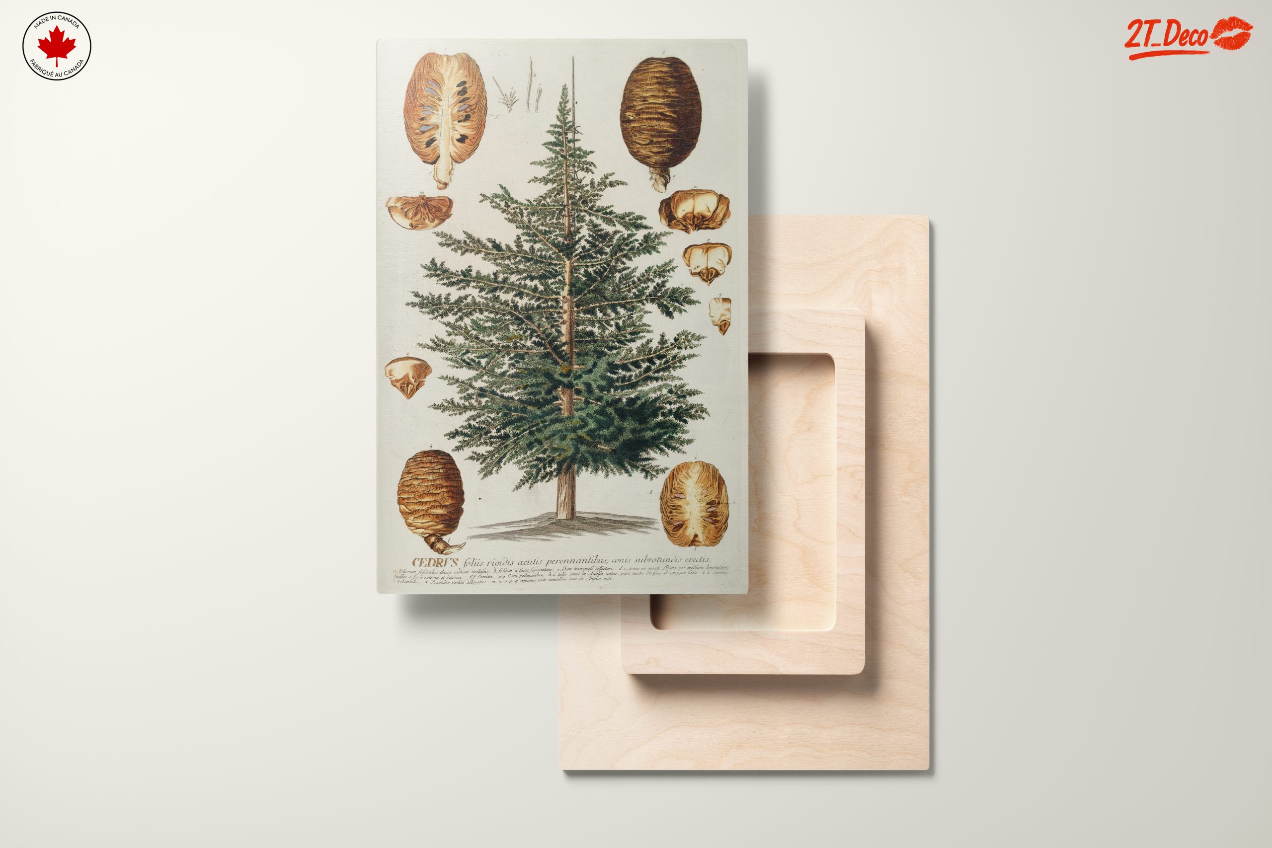 Detailed Botanical Illustration of a Cedar Tree - Image 11